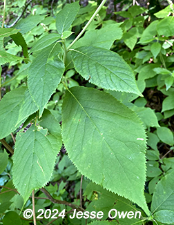 leaf